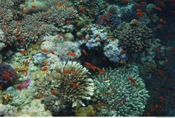 Photo Reference of Umbria Wingate Reef - Sudan